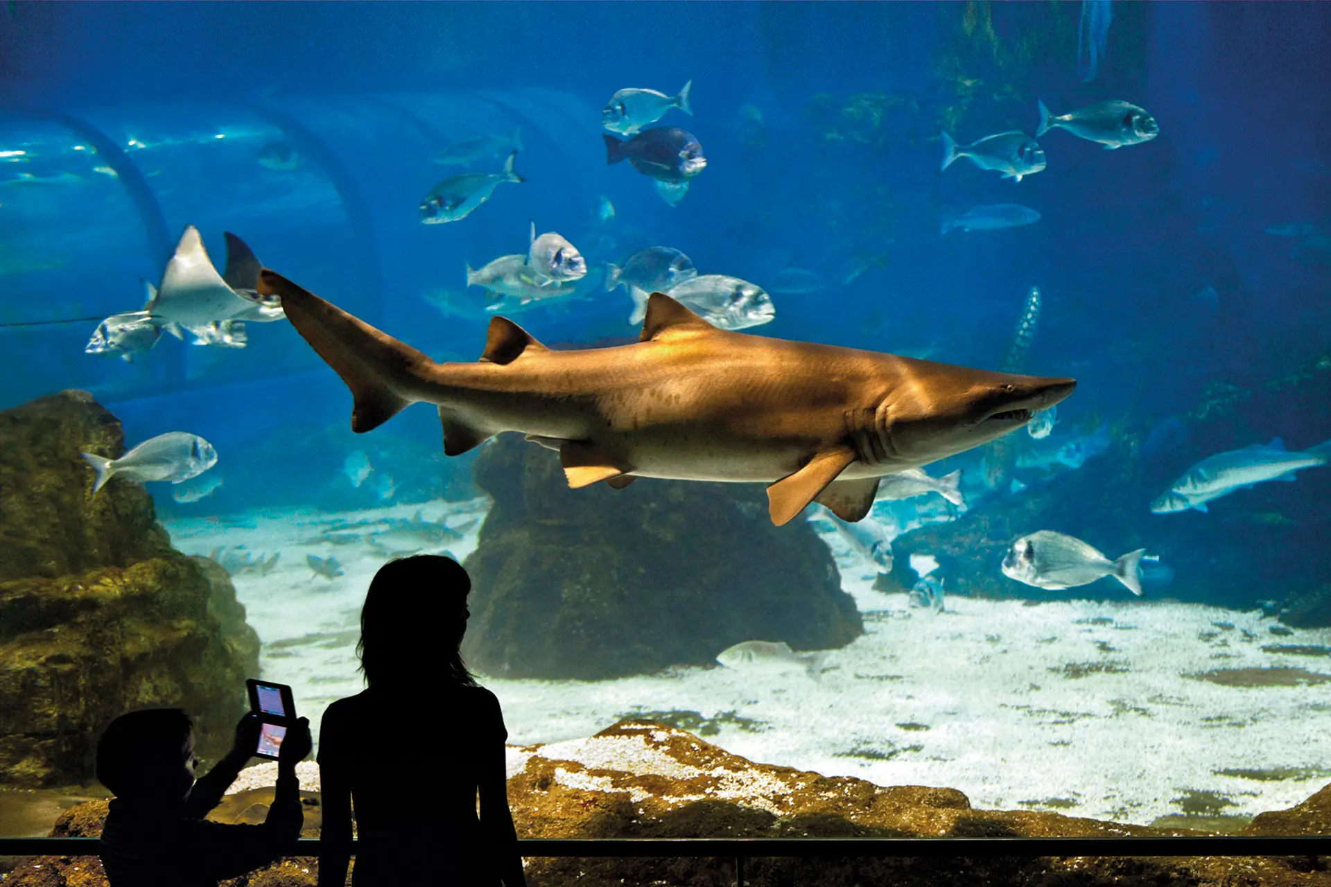 Aquàrium di Barcellona