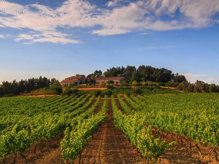 Vilafranca del Penedes vigna