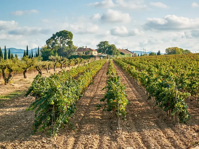 Vilafranca del Penedès vigna