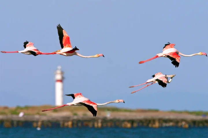 Delta de l'Ebre fenicotteri
