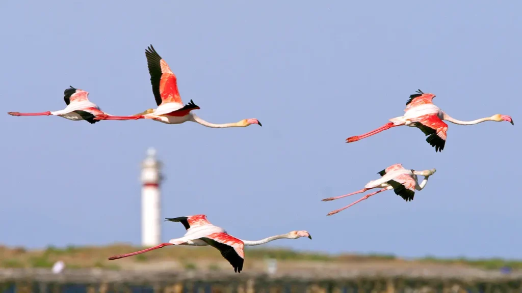Fenicotteri nel Delta de l'Ebre