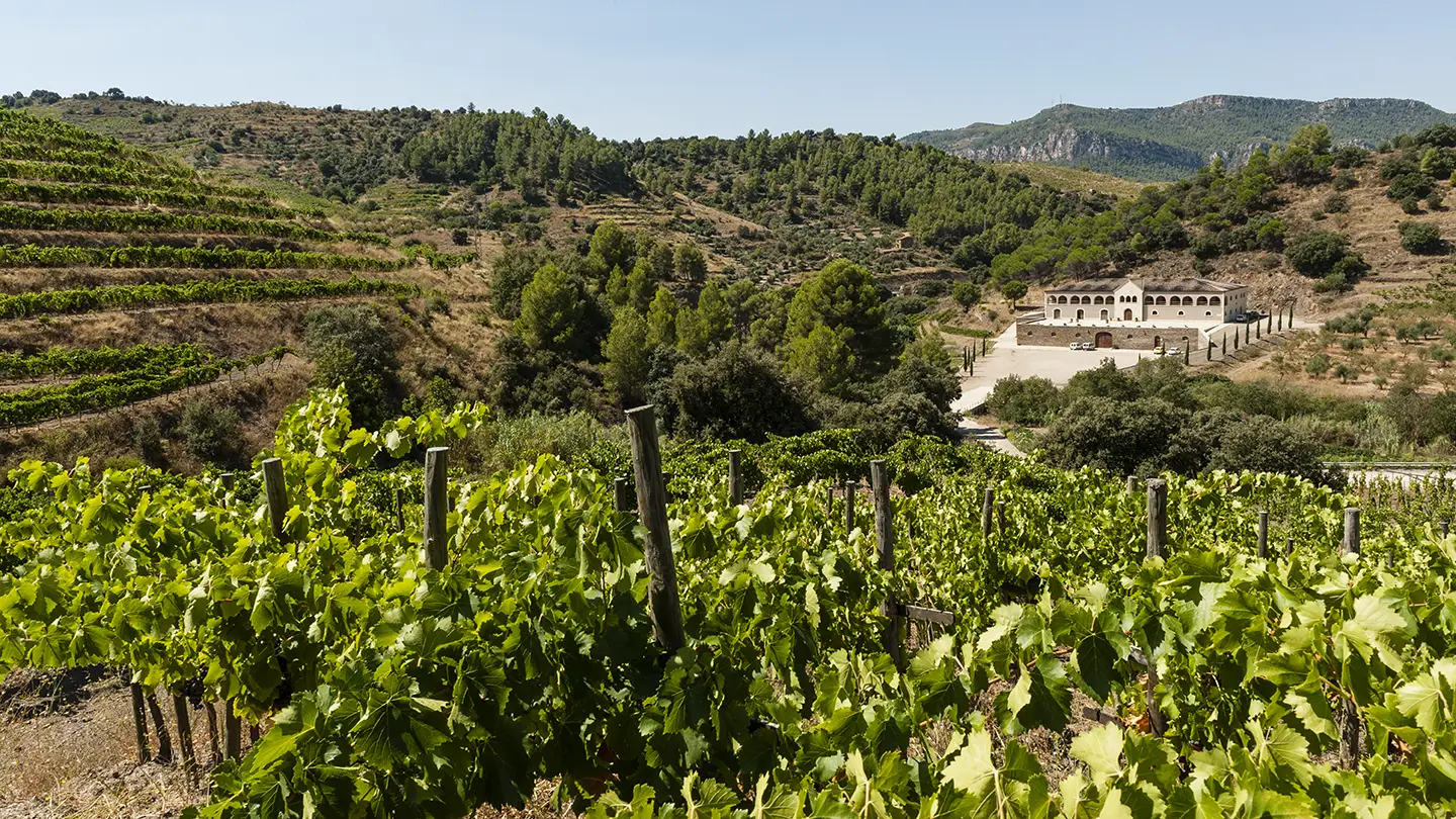 Vigneti nel Priorat