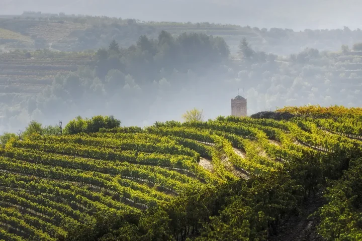 Vigneti storici nella zona del Priorat