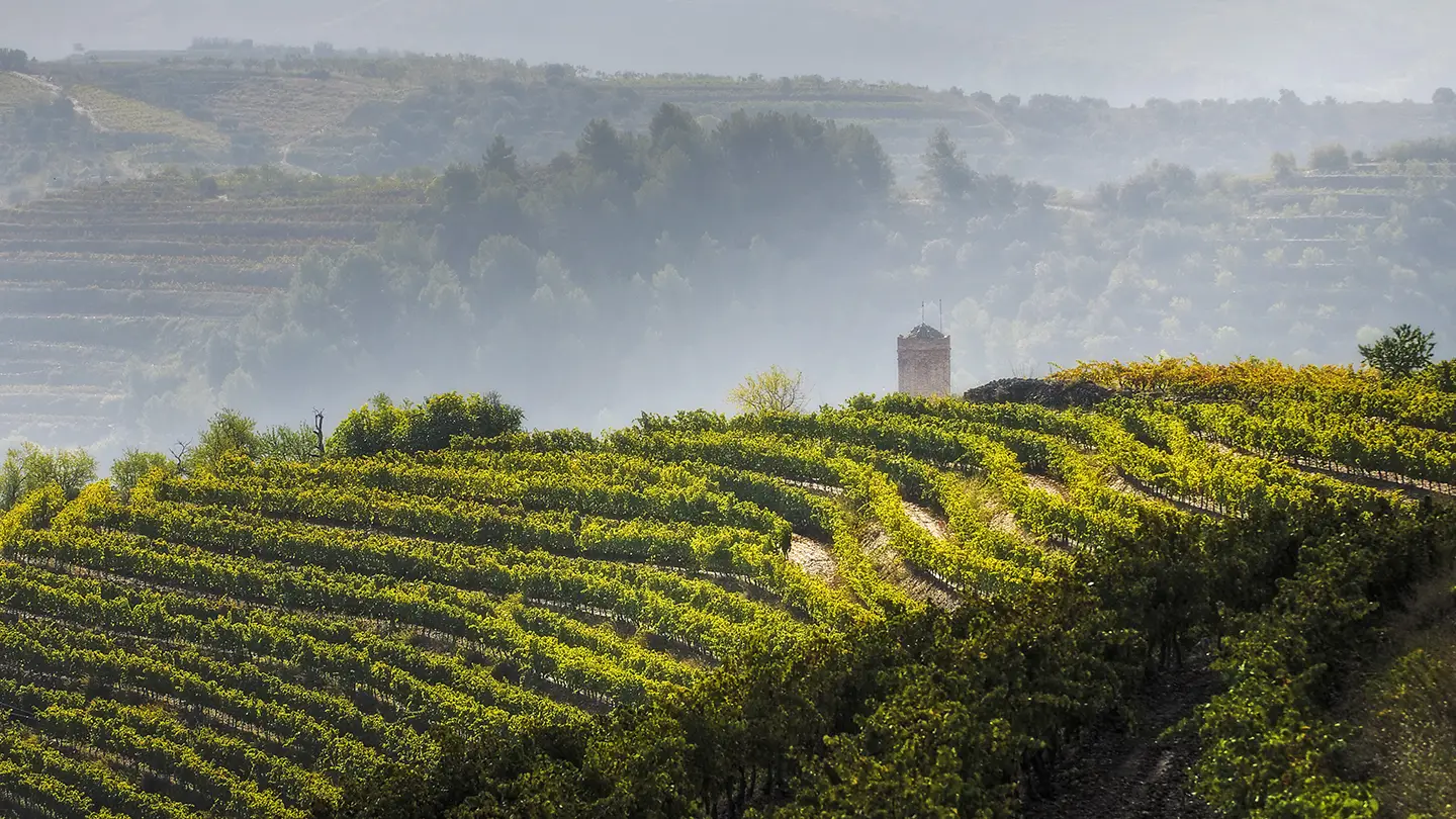 Vigneti storici nella zona del Priorat