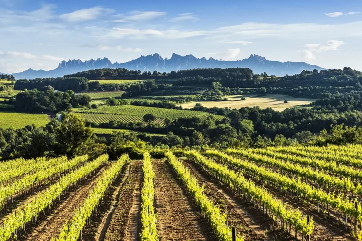 Vigneti nel Penedès