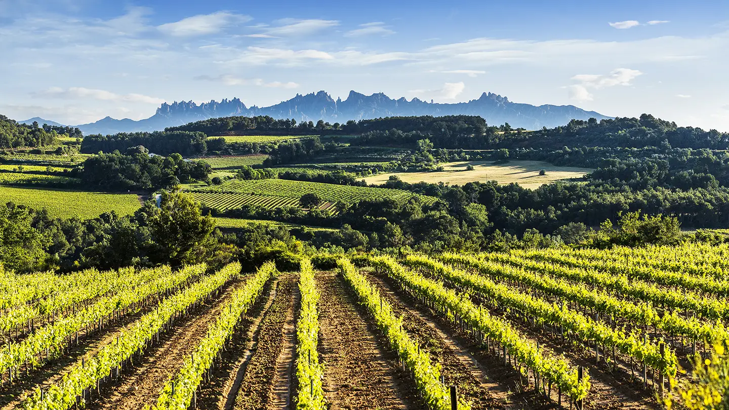 Vigneti nel Penedès