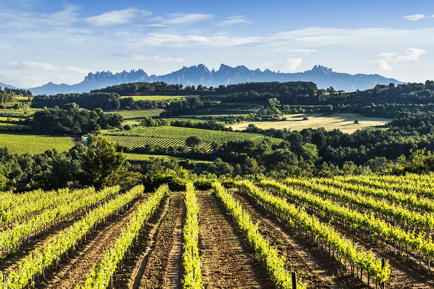 Vigneti con Montserrat sull'orizzonte