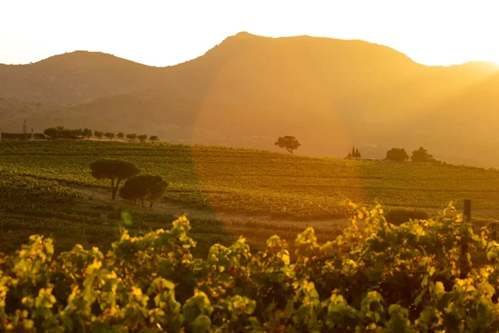 Vigneti nella zona dell'Empordà