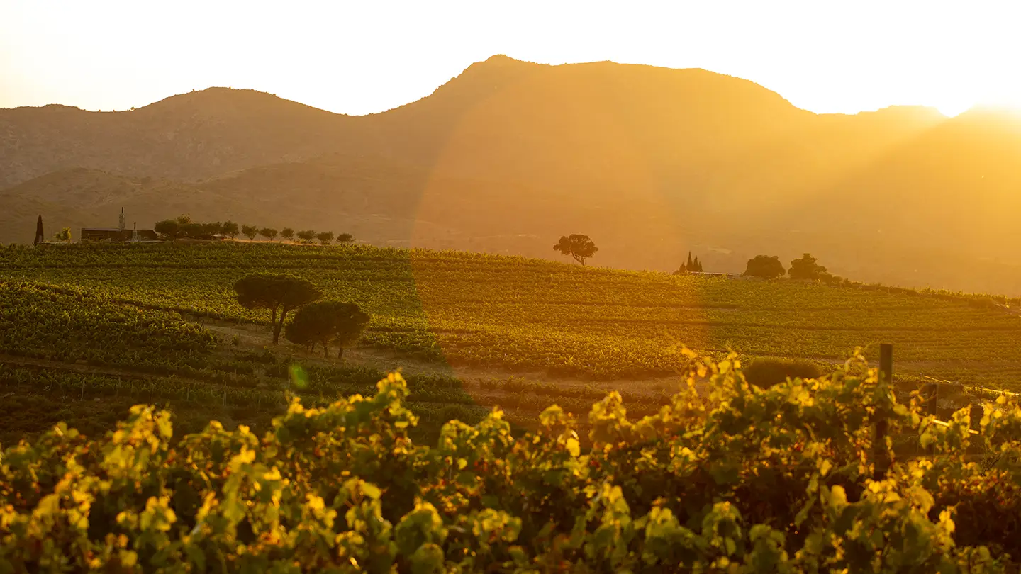 Vigneti nella zona dell'Empordà