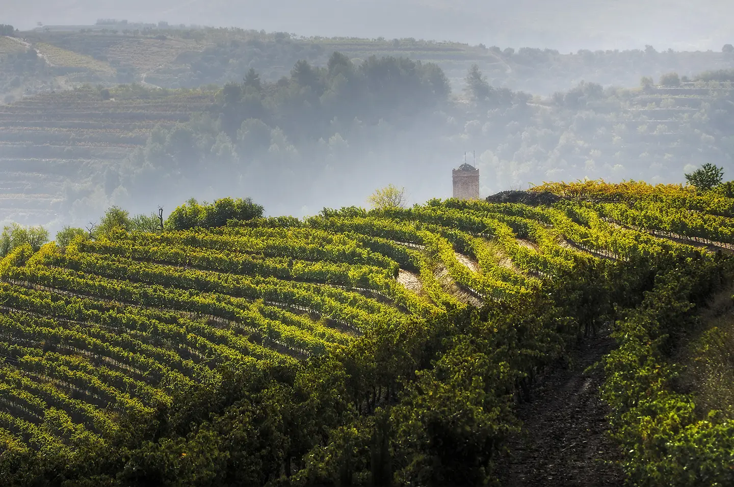 Vigneti storici nel Priorat
