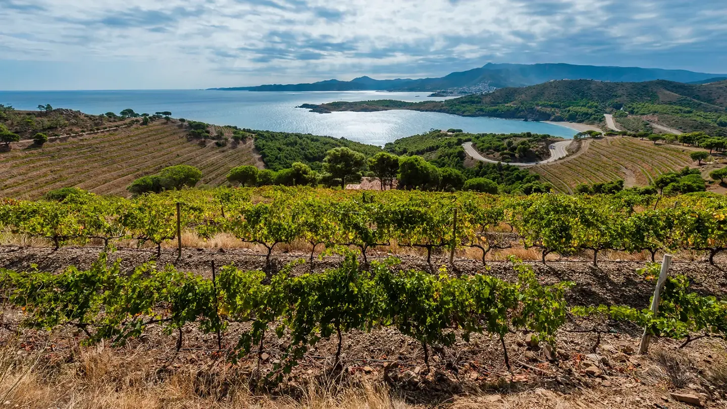 Vigneti sul mare nell'Empordà